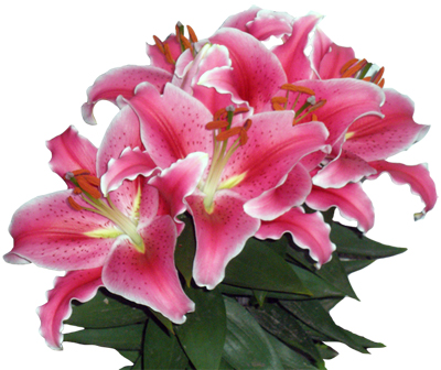 Lily Lily